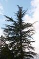 Cedrus libani IMG_9017 Cedr libański